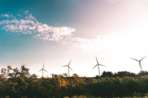 Wind turbines in bushland_Pexels