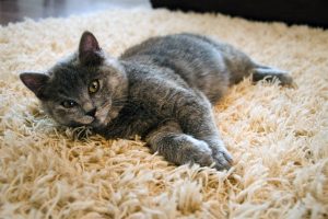 Cute cat lying on a plush carpet