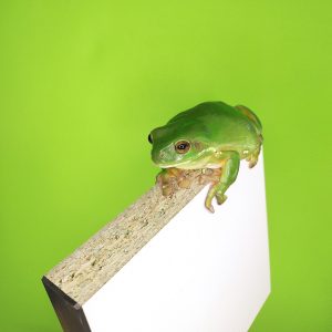 Green Tree Frog on Luxmy Furniture's Luxboard