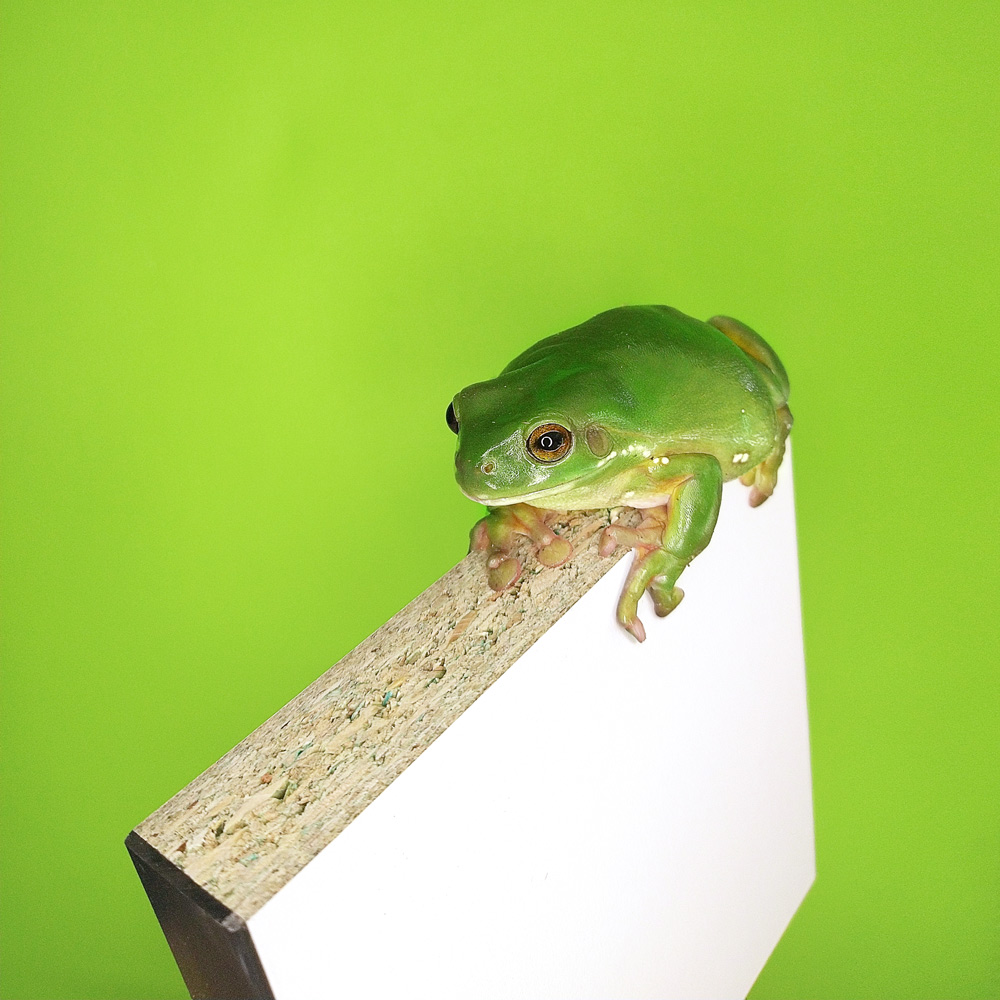 Green Tree Frog on Luxmy Furniture's Luxboard