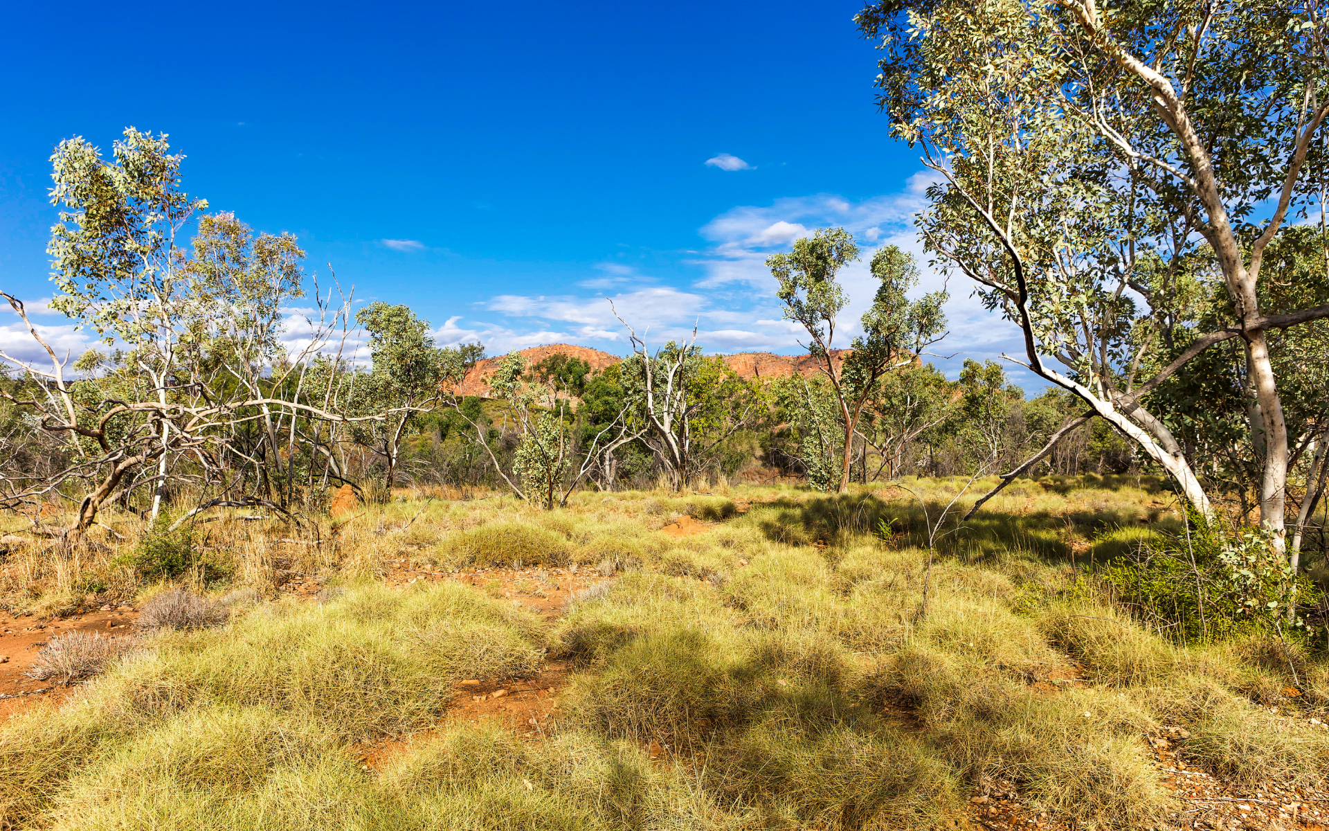 Australian Bushland