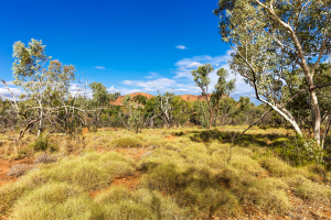Australian Bushland