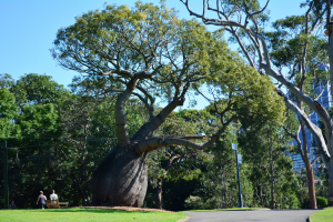 Trees in a park in Sydney