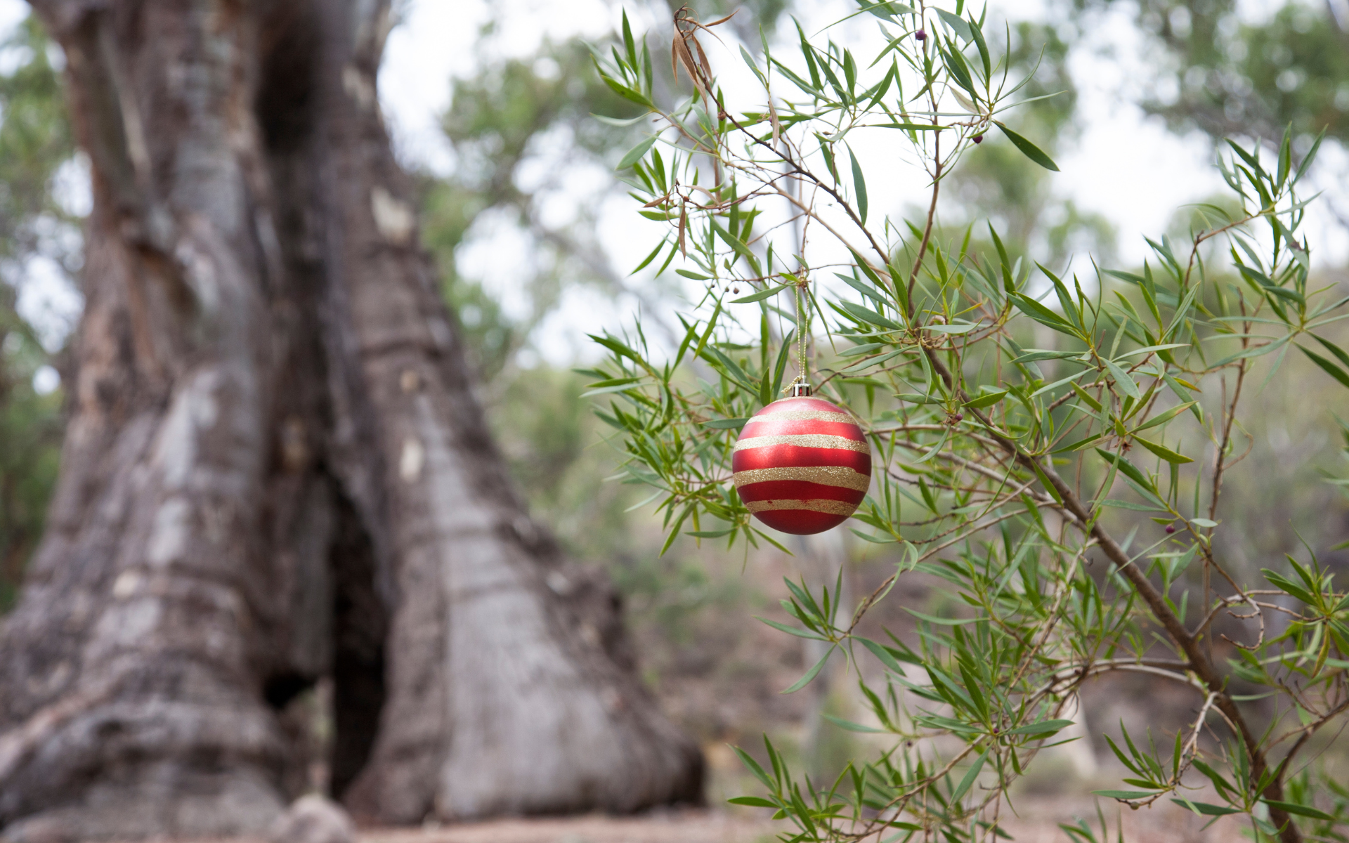A Christmas bauble in the Australian bush