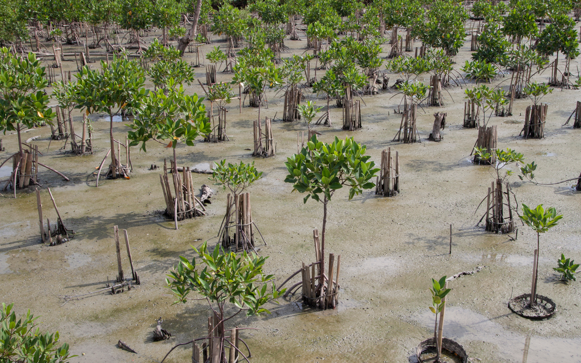 Arial view of mangrove plants